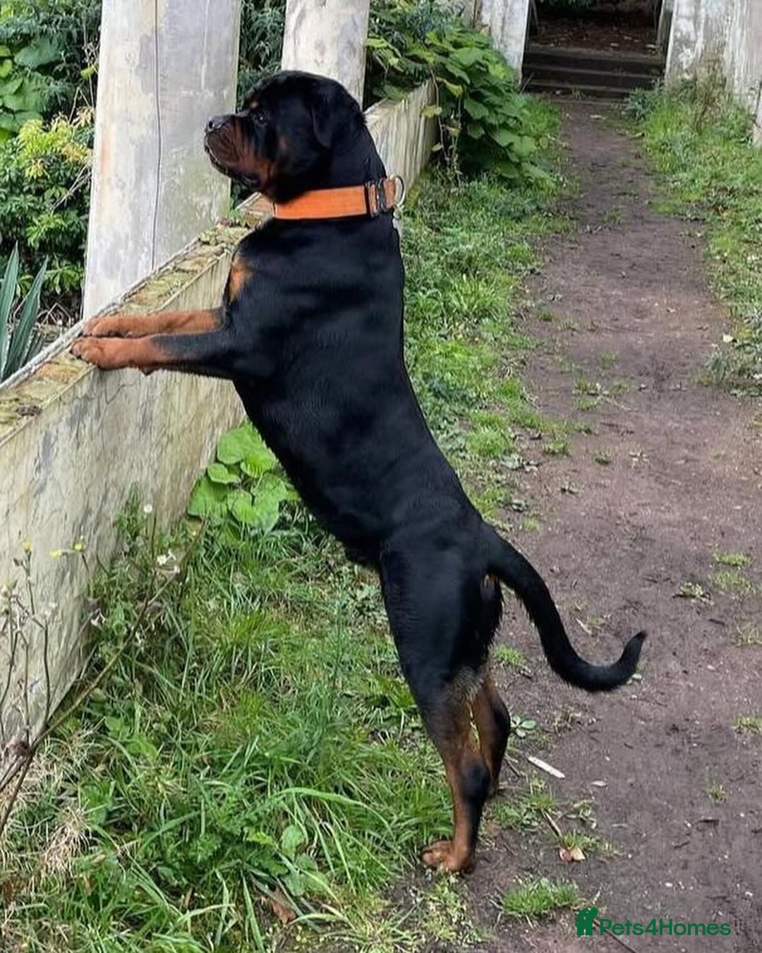 Rottweiler dogs for stud: Outstanding Rottweiler for STUD - Image 1