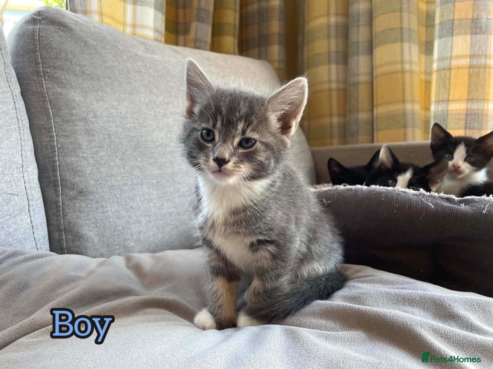 European cats Kittens  - Advert 3