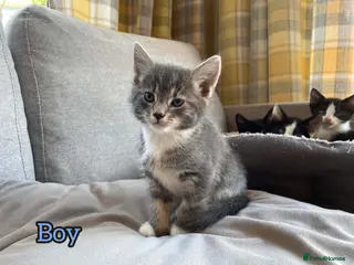 European cats Kittens - Advert 3