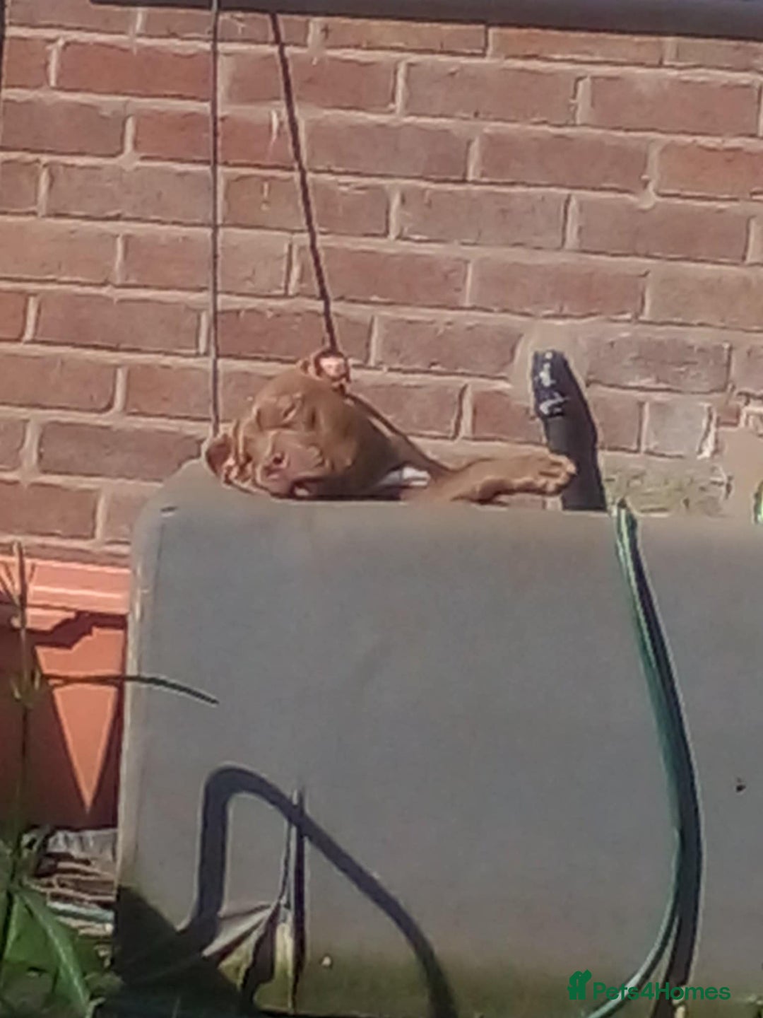 American Bully dogs for sale: Abkc pocket bully bitch  - Advert 12