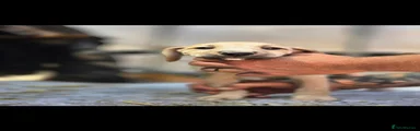 Mixed Breed 2
