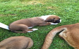 Boxer dogs for sale: Boxer puppies kennel club reg 5 star licence  - Image 17