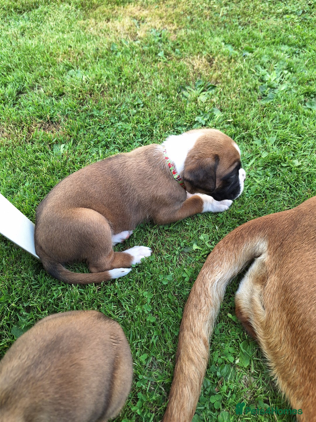 Boxer dogs for sale: Boxer puppies kennel club reg 5 star licence  - Image 17