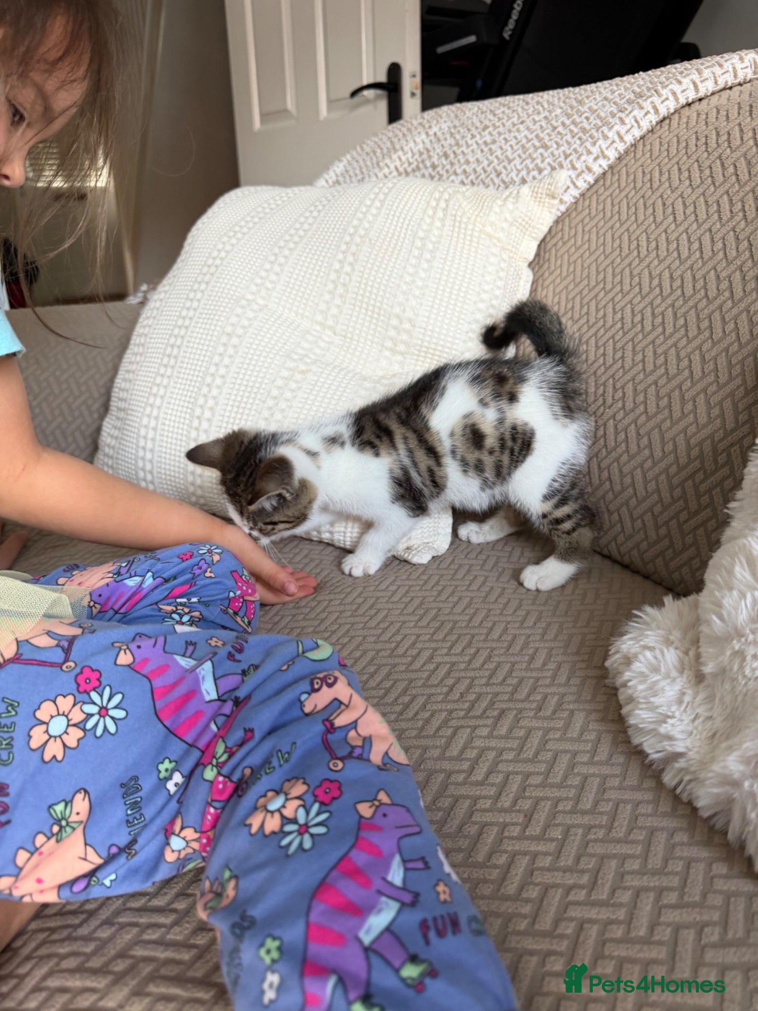 Mixed Breed cats One beautiful white and tabby boy  - Advert 1