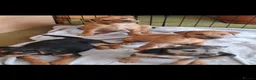 Lakeland Terrier dogs for sale: Lakeland terrier puppies in Worcester - Advert 6