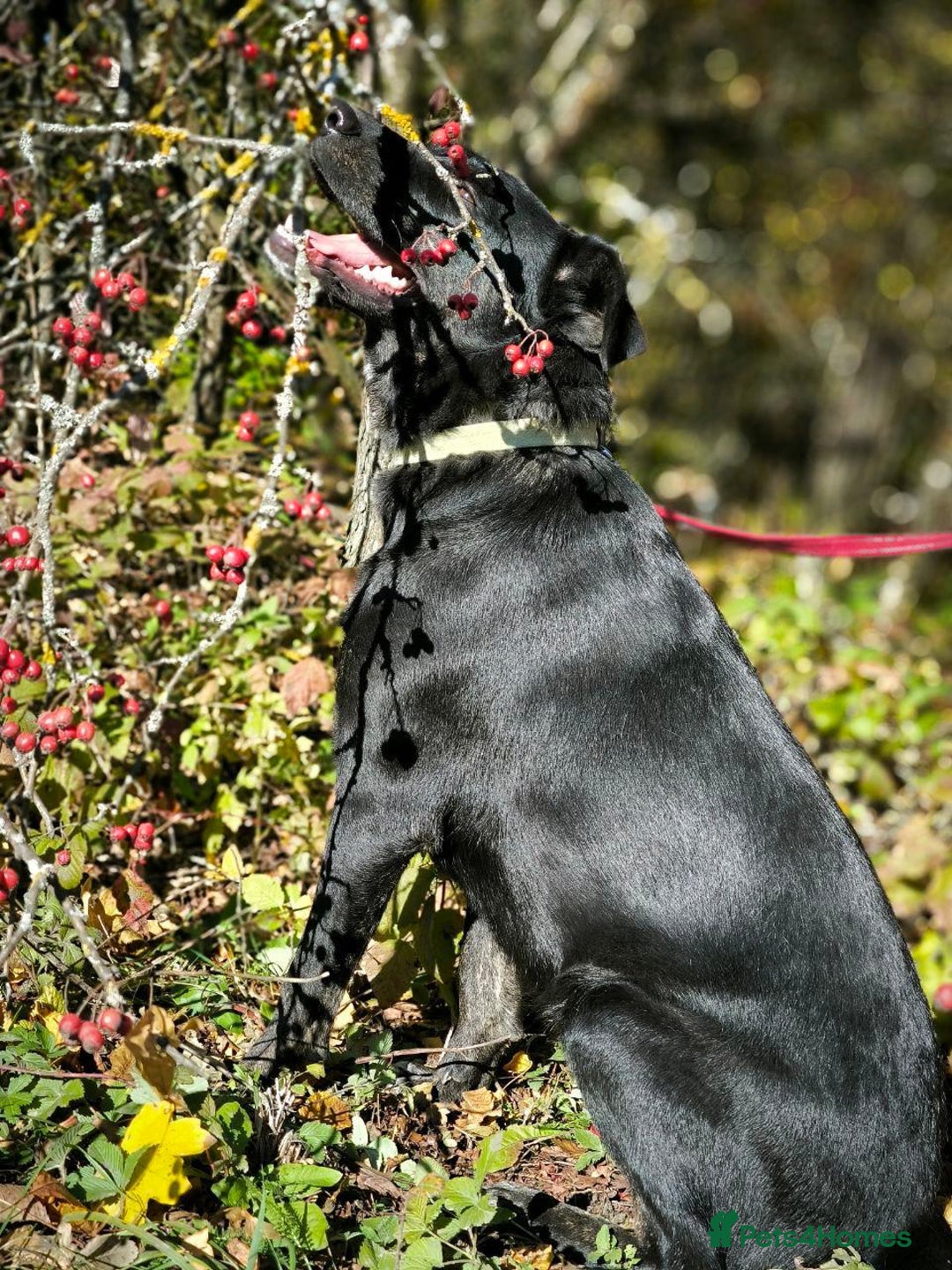 Mixed Breed dogs for adoption: ❤️Blacky❤️1.5 yo upper-medium girl-Labrador cross - Advert 8