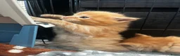 Maine Coon cats for sale: Majestic Fire Maine Coon Kittens - Advert 12
