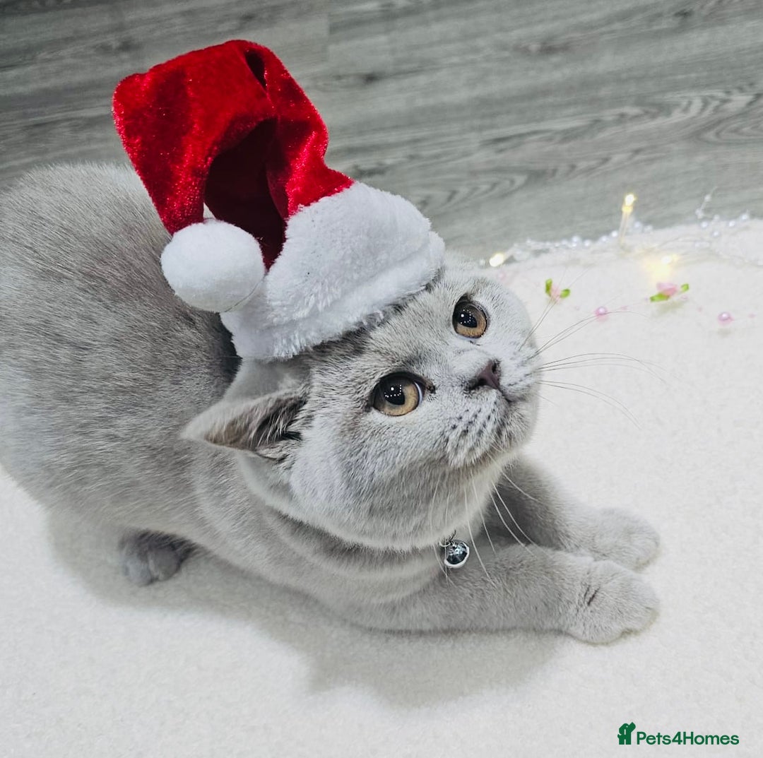 British Shorthair cats for sale: Beautiful Rare Fawn Lilac British Shorthair Girl! - Advert 7