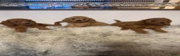 Cavapoo dogs for sale: Excessively dna health tested Cavapoo pups - Advert 18