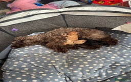 Cockapoo dogs for sale: F2 cockapoo  - Image 9
