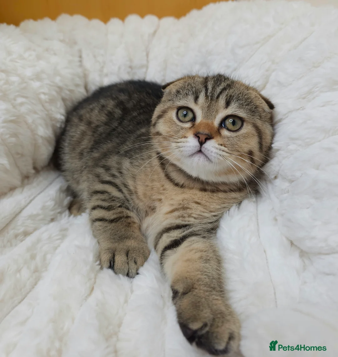 British Shorthair cats for sale: Golden Tabby Kittens  - Advert 2