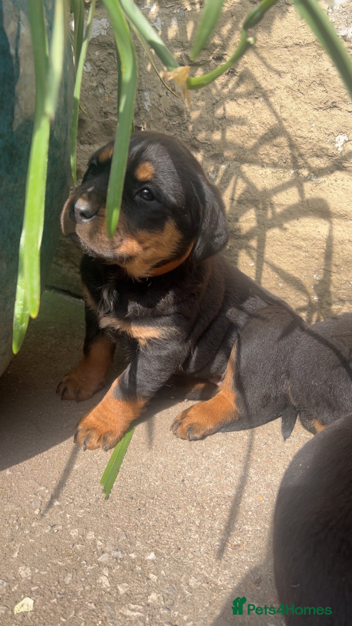 Rottweiler dogs Big chunky Rottweiler puppies  - Advert 6