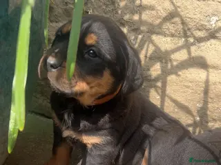Rottweiler dogs Big chunky Rottweiler puppies - Advert 6