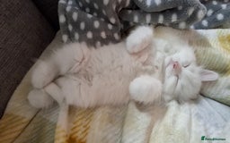 Persian cats for sale: Beautiful Nine week old Turkish Angora Female - Image 16
