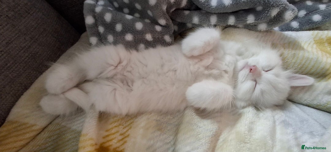 Persian cats for sale: Beautiful Nine week old Turkish Angora Female - Image 16