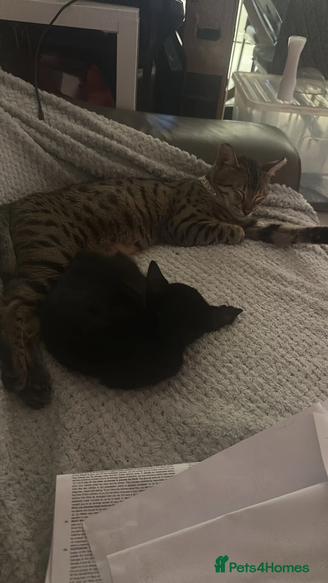 Savannah cats for sale: Stunning F3 Savannahs Last spotted girl - Advert 7