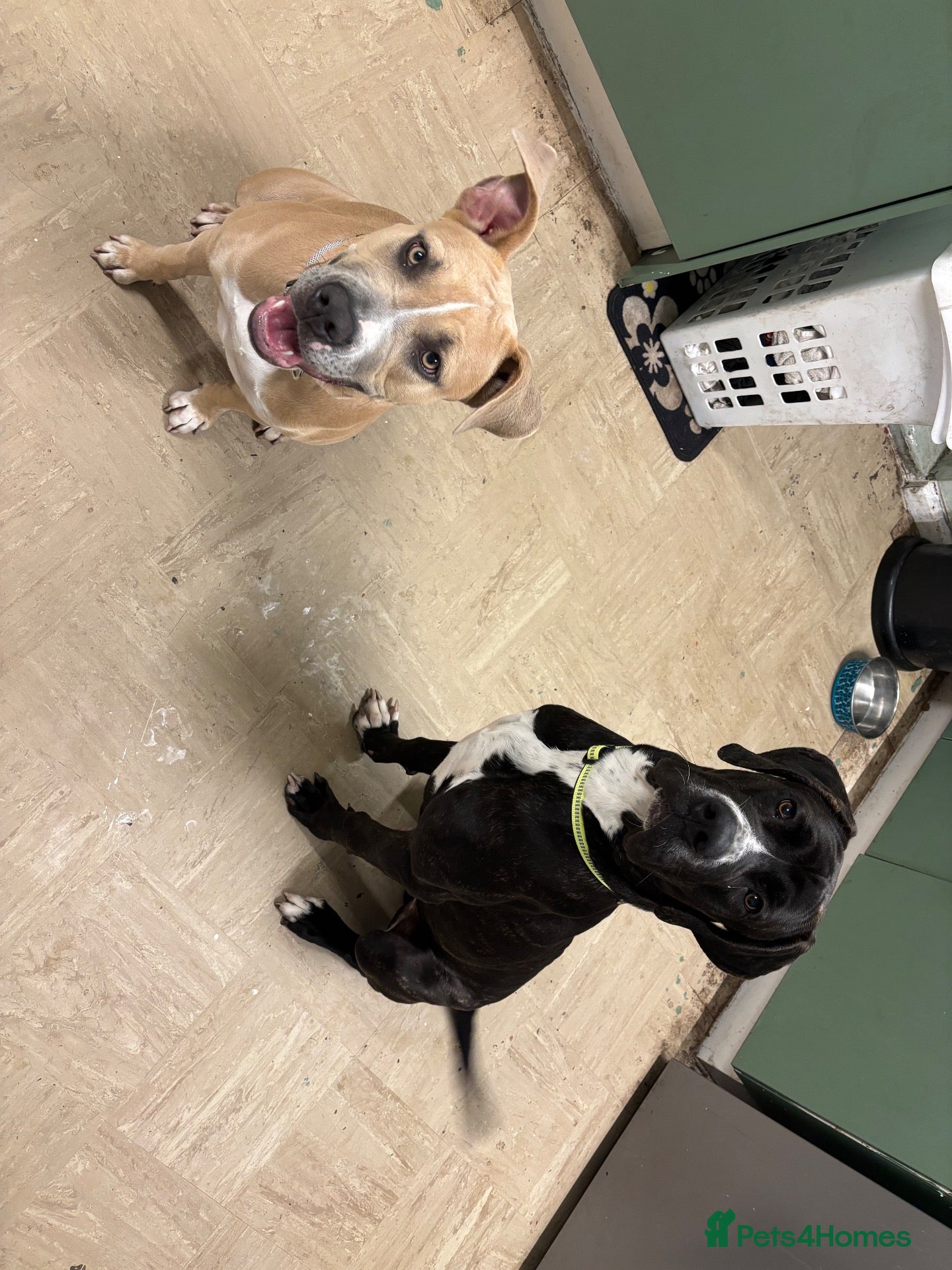 Mixed Breed dogs for sale: 2 dogs for sale  - Advert 5