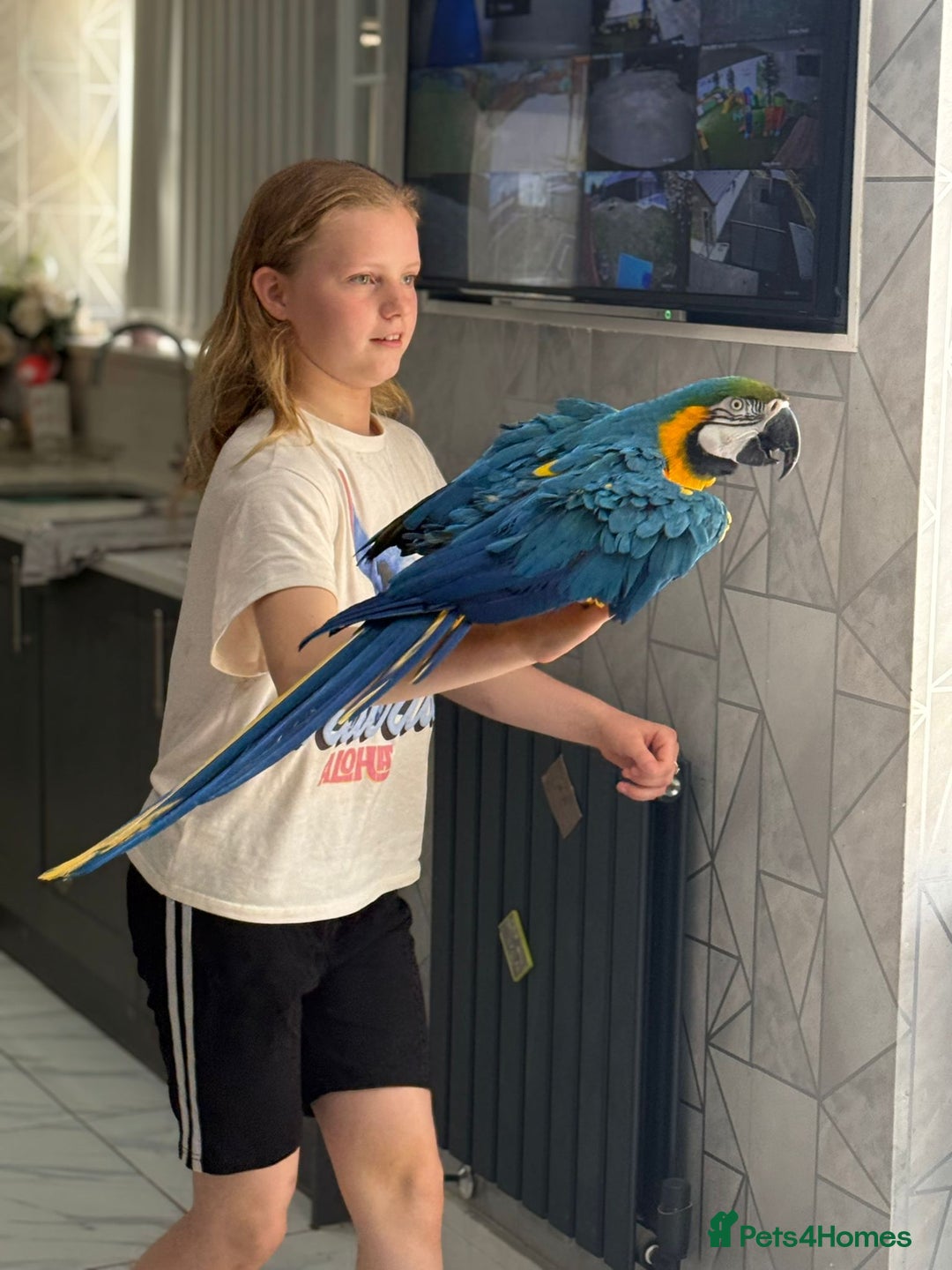 Macaws birds for sale: Blue and Gold Macaw  - Image 7