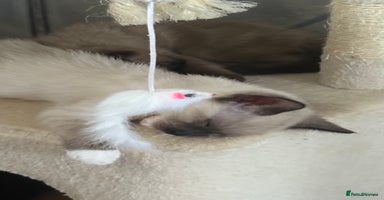 Ragdoll cats - Advert 16