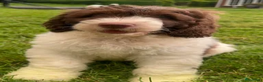 St Berdoodle 1 