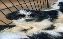Shih Tzu dogs for sale: Shih Tzu Puppies - Image 29