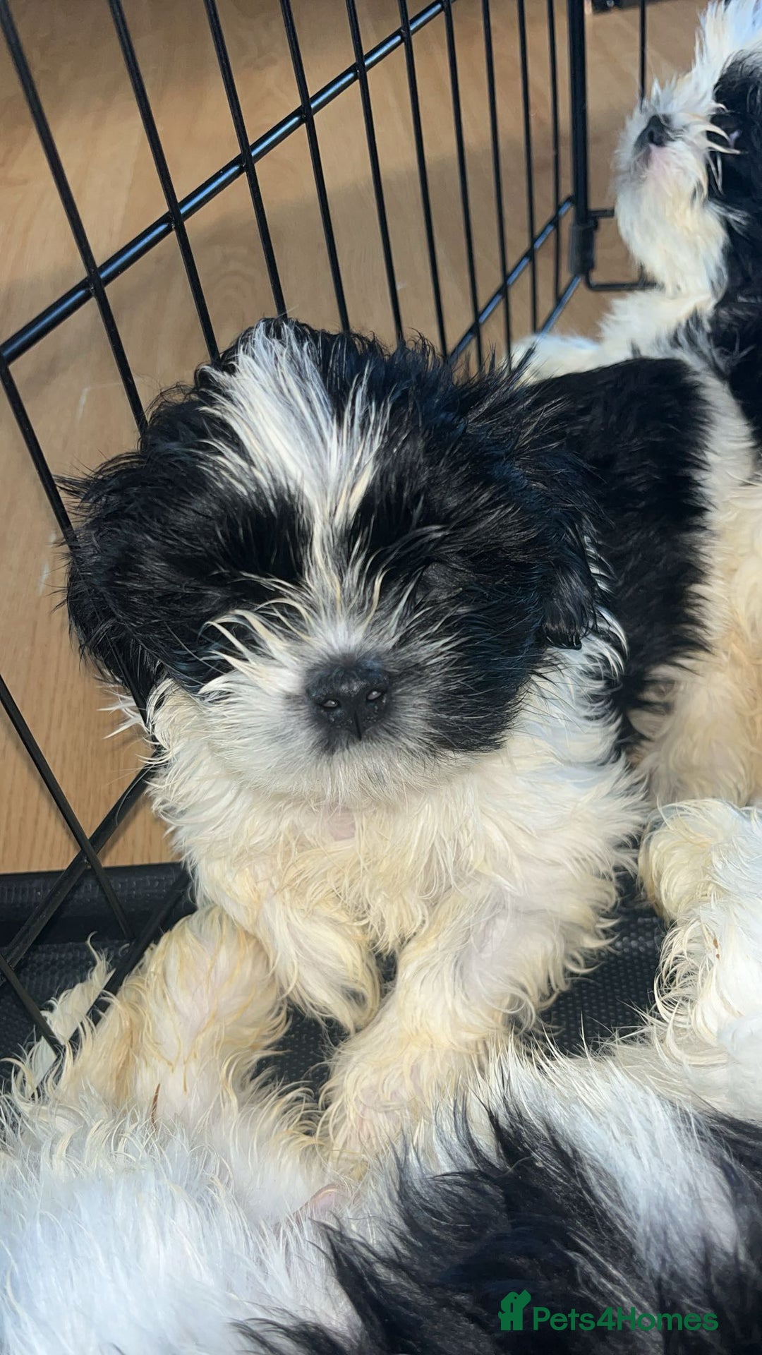 Shih Tzu dogs for sale: Shih Tzu Puppies - Image 29