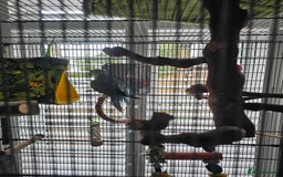 Parakeets birds for sale: Blue ring neck parakeet  - Image 1