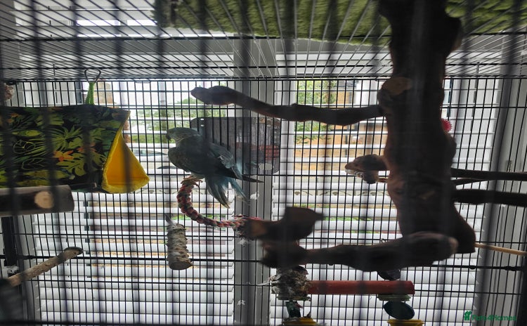 Parakeets birds - Advert 7