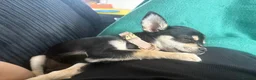 Mixed Breed dogs for sale: Minnie – Beautiful 13 Week Old Girl Puppy 💕 - Advert 3