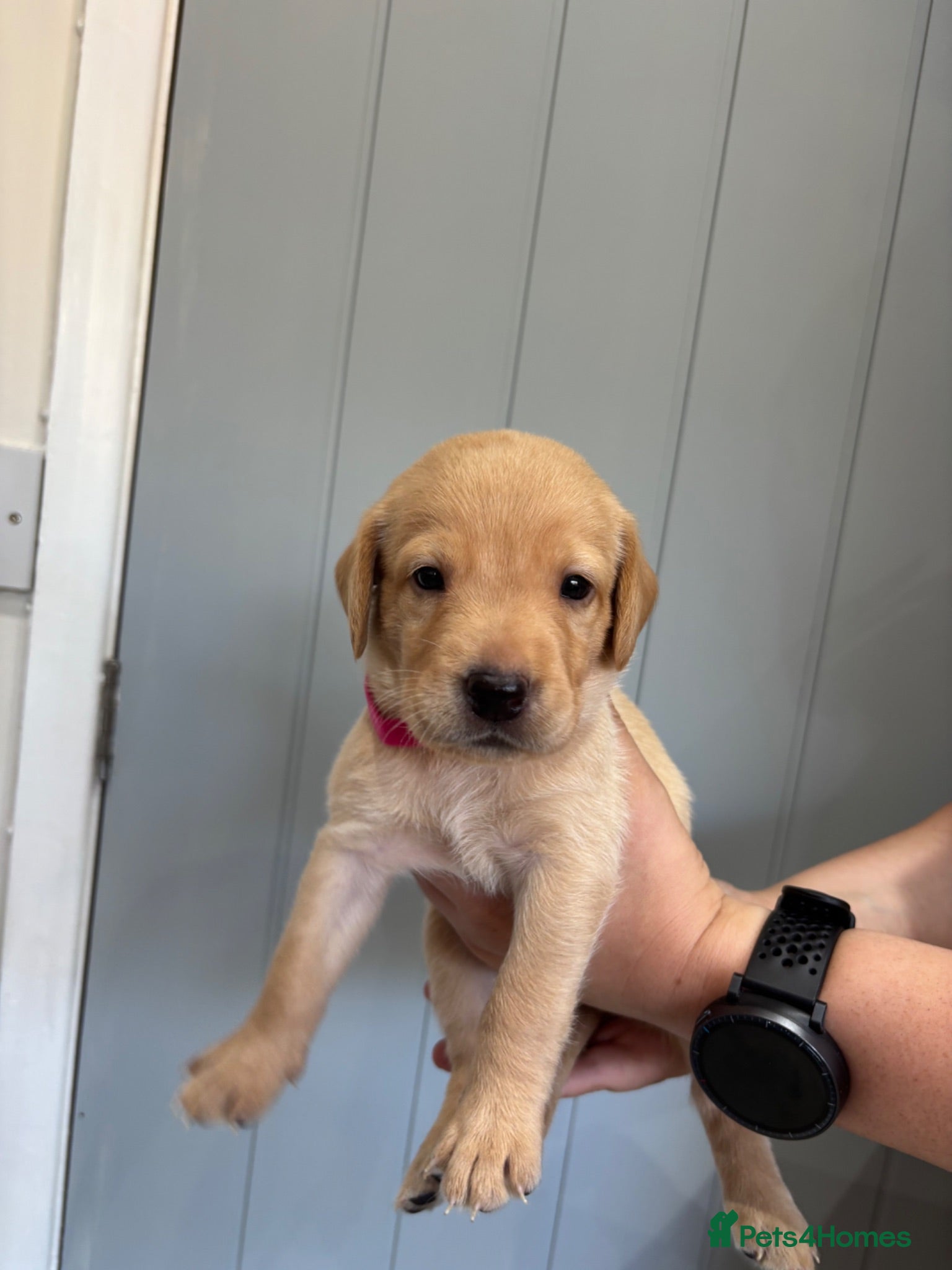 Labrador Retriever dogs Labrador retriever puppies for sale  - Advert 2