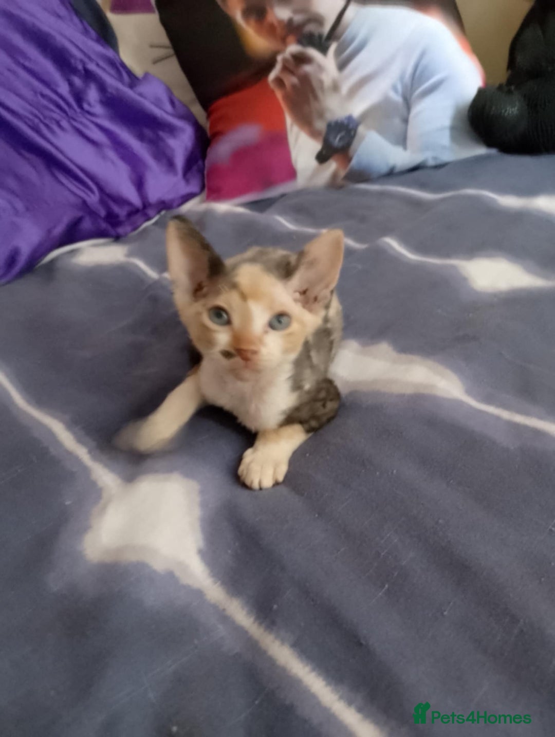 Sphynx cats for sale: 2 male & 4 female canadian sphynx looking for home - Image 6