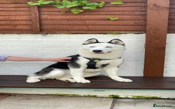 Siberian Husky dogs for stud: Stunning Blue eye Sibrian Husky for Stud  in Liverpool - Image 5