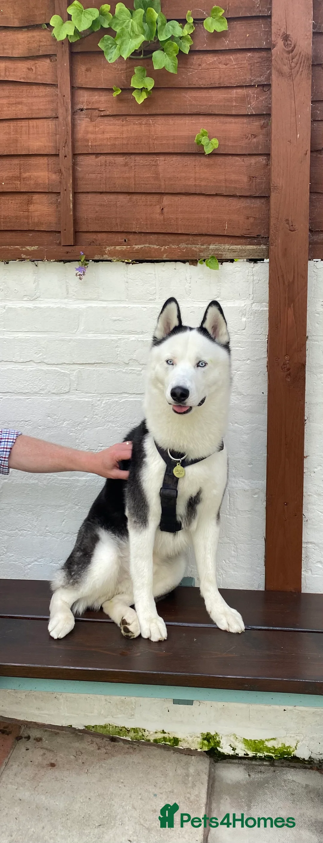 Siberian Husky dogs for stud: Stunning Blue eye Sibrian Husky for Stud (Proven) in Liverpool - Advert 5