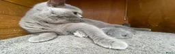 Scottish Fold cats for sale: Scottish Fold Kittens, 3 folds & 1 straight eared - Advert 8