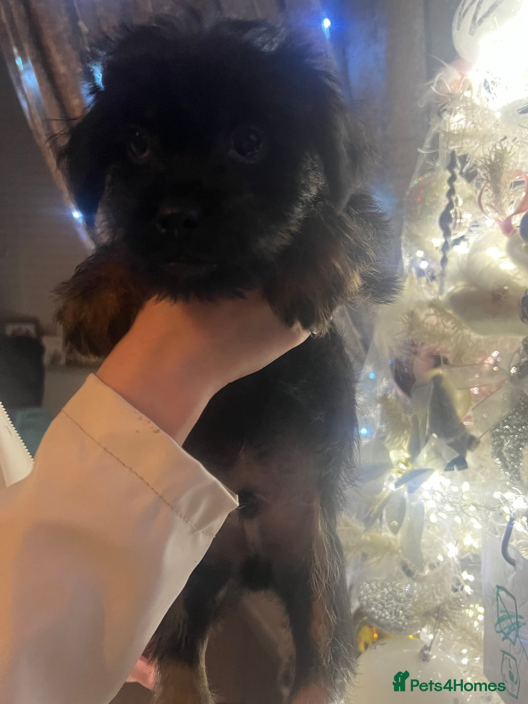 Mixed Breed dogs for sale: Jackapoo frenchy - Advert 18