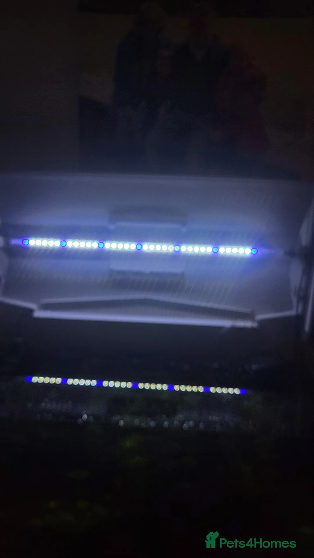 Gouramis fish for sale: Fish for sale - Advert 5