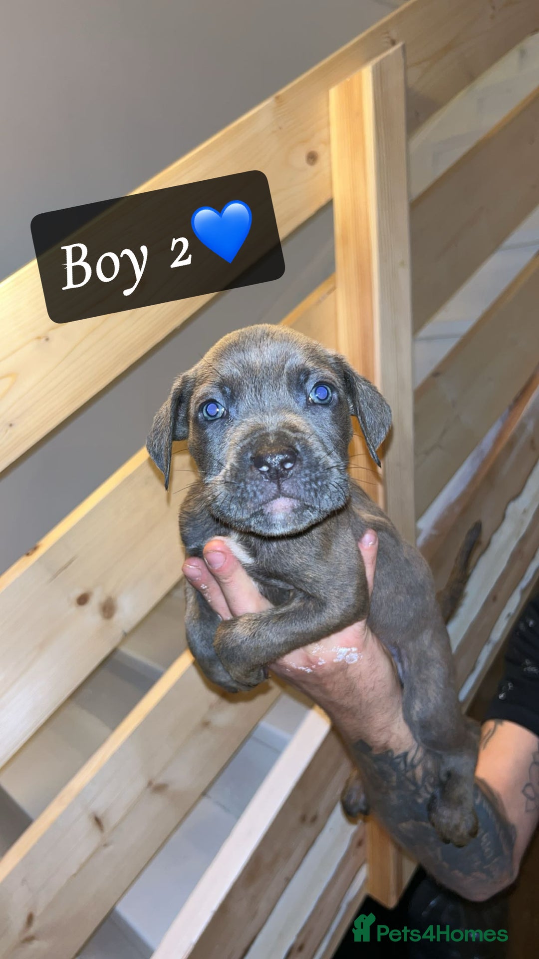 Mixed Breed dogs for sale: Cane Corso x Pocket Bully - Image 6