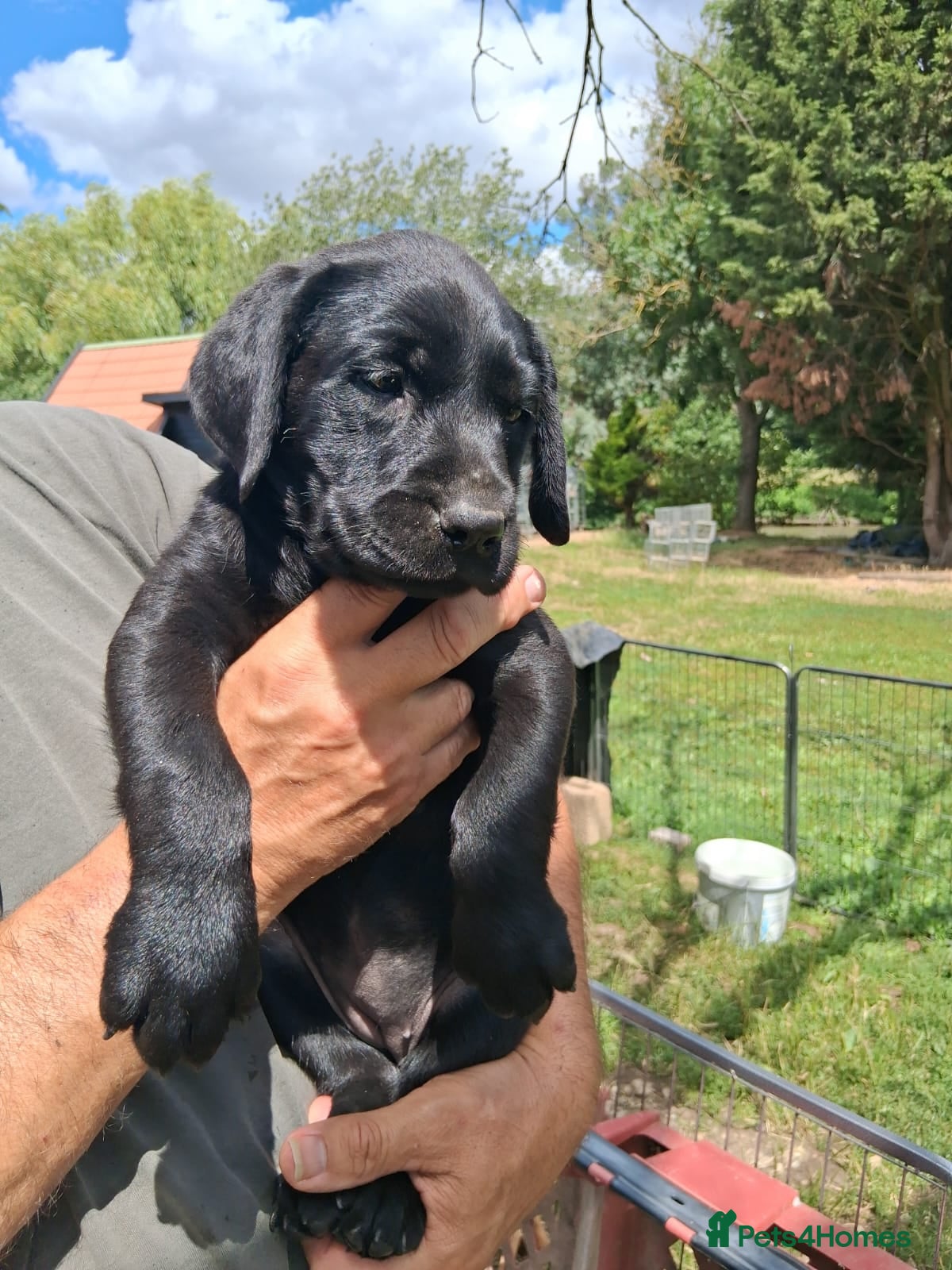 Labrador Retriever dogs Beautiful litter of puppies for sale - Advert 1