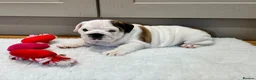 English Bulldog dogs for sale: Beautiful KC Reg Bulldog Puppies - Advert 11