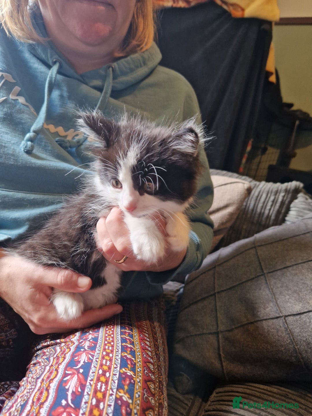 Mixed Breed cats for sale: Kittens - Image 13