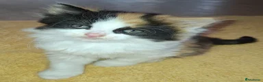 British Longhair Female Kitten