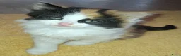 British Longhair cats for sale: 2 Beautiful Longhaired Kittens 1 Male 1 Female. in Dudley - Advert 9