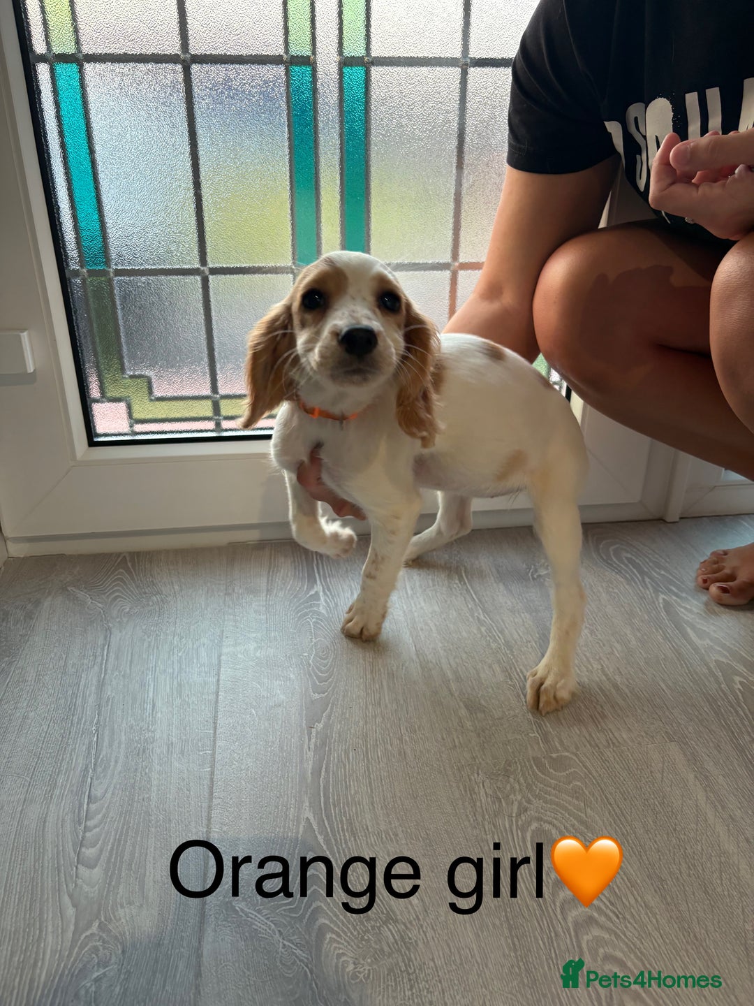 Cocker Spaniel dogs for sale: (2 left) Working cocker Spaniels - Image 1