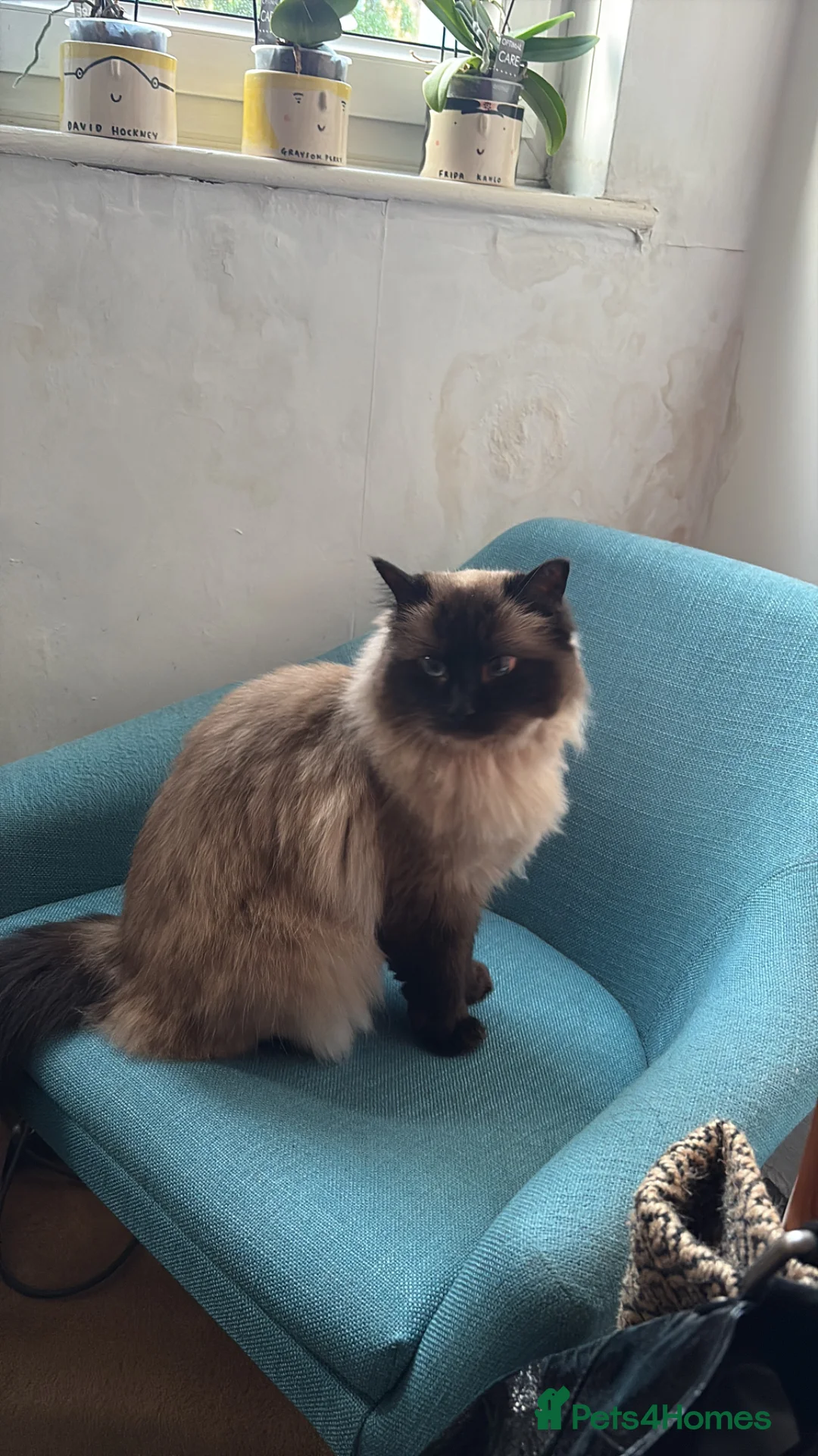Ragdoll cats for sale: 4 year old female neutered ragdoll - Advert 5