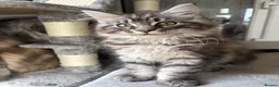 Maine Coon cats for sale: Beautiful Maine Coons - Advert 3