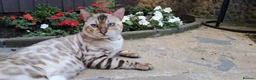 Bengal cats for stud: AMAZING SNOW LYNX STUD BENGAL TICA reg  in Harlow - Advert 11