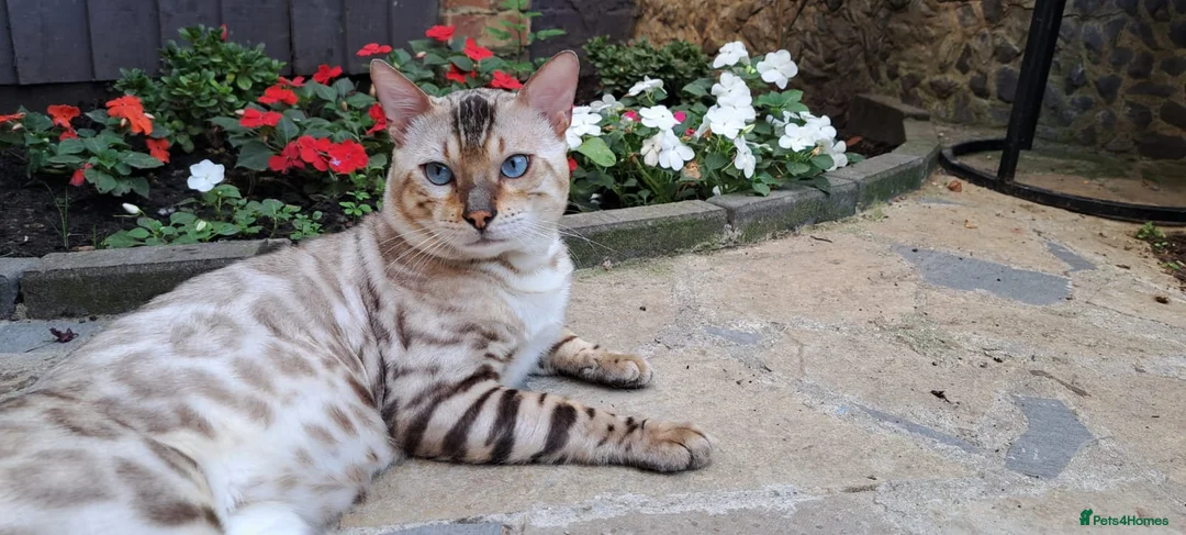 Bengal cats for stud: AMAZING SNOW LYNX STUD BENGAL TICA reg  in Harlow - Advert 11