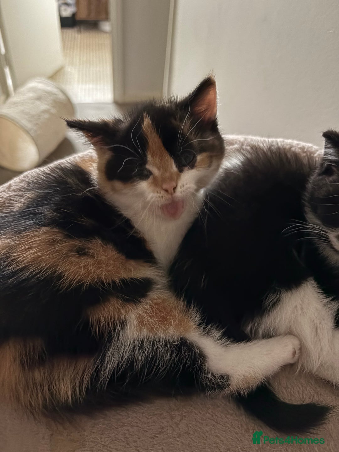 Mixed Breed cats for sale: Beautiful Ragdoll x British short kittens  - Advert 8