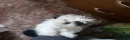 Shih Tzu dogs for sale: Miniature Shih Zu - Advert 3