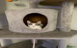 Domestic Shorthair cats for sale: Sweet, Playful Kittens Ready for Loving Homes 🐱 - Image 22